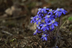Atpūtas un ceļojumu piedāvājumi 26.03.2026 - 01.04.2026 Lieldienu brīvdienu ceļvedis Balvu novadā Balvu TIC